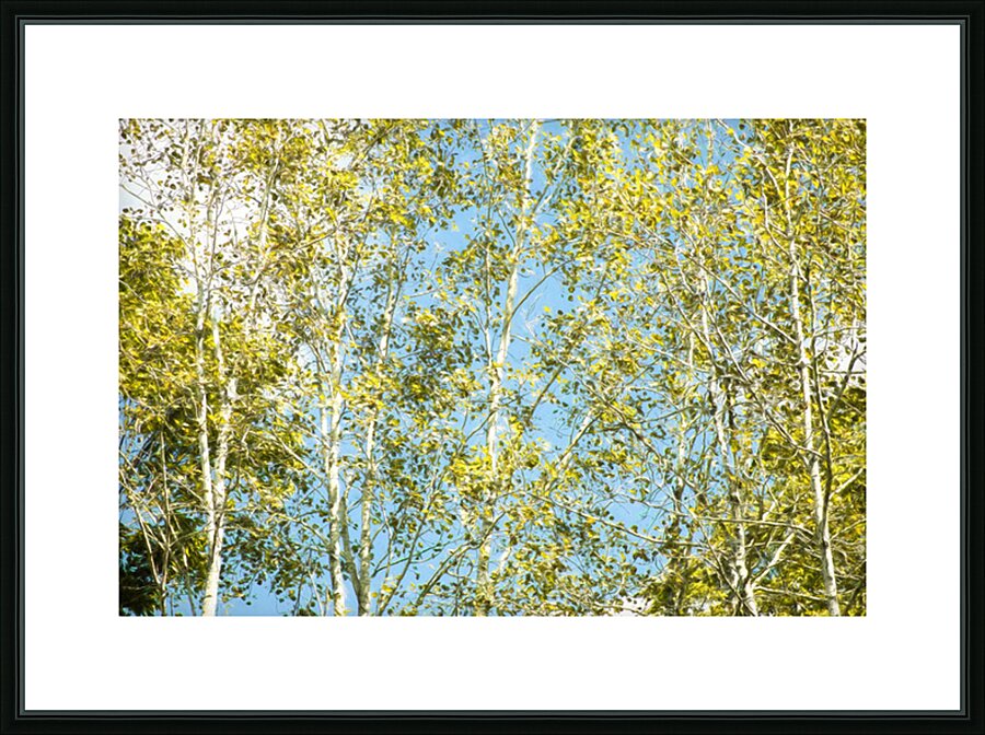 Aspen and Blue Skies Picture Frame print