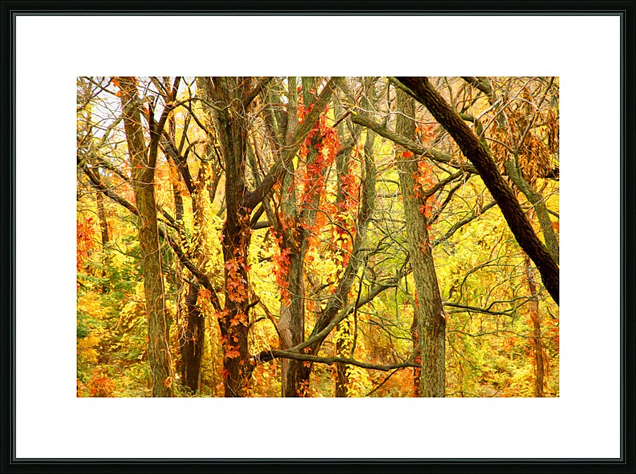 Strangled by Vines Picture Frame print