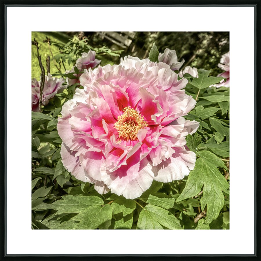 Pick the Largest Pink Peony Picture Frame print