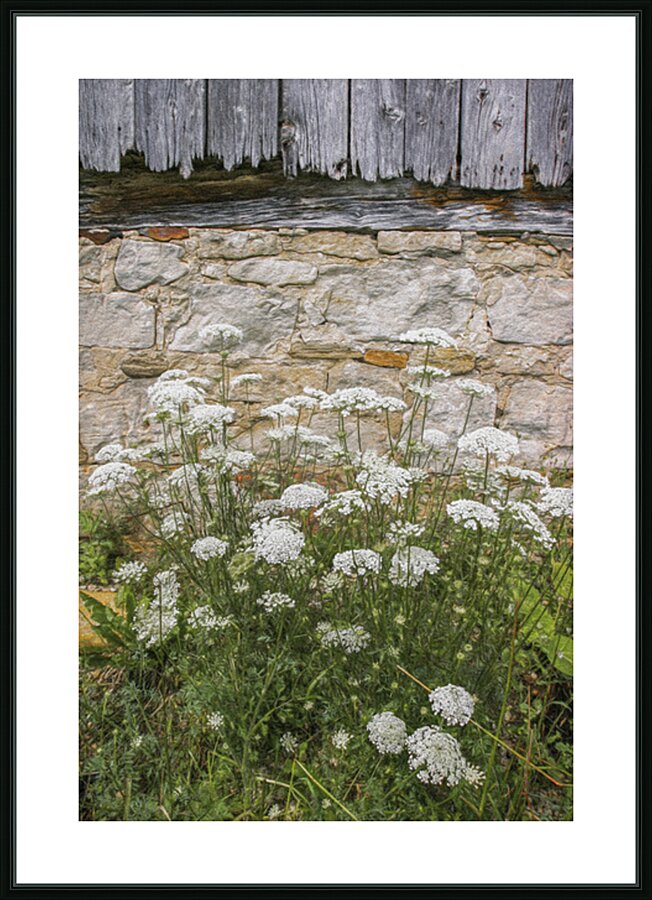 Queen and the Barn Picture Frame print