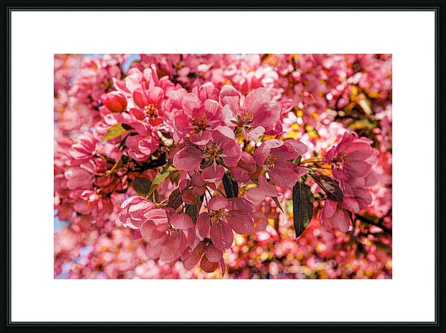 Apple Blossoms Maybe Picture Frame print
