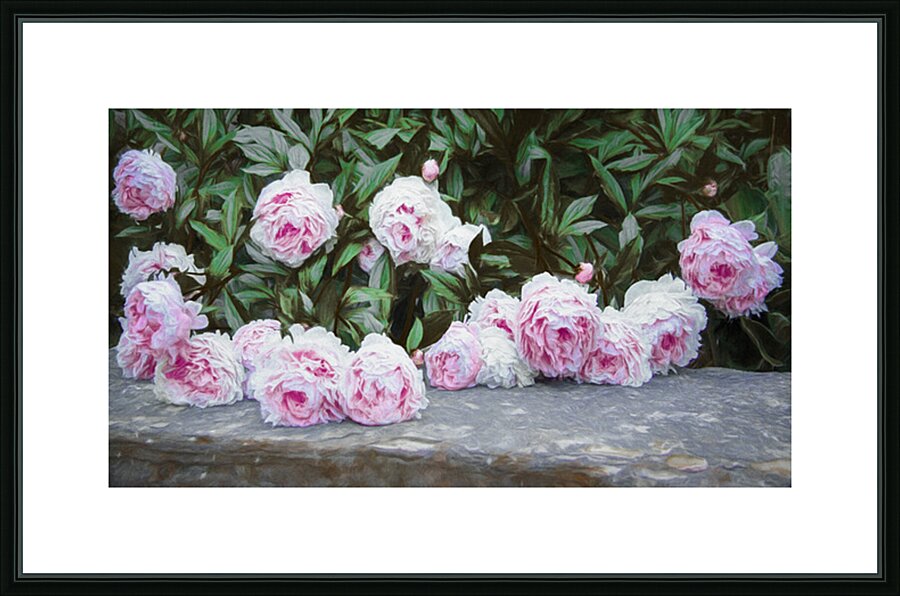 Leaside Peonies Picture Frame print