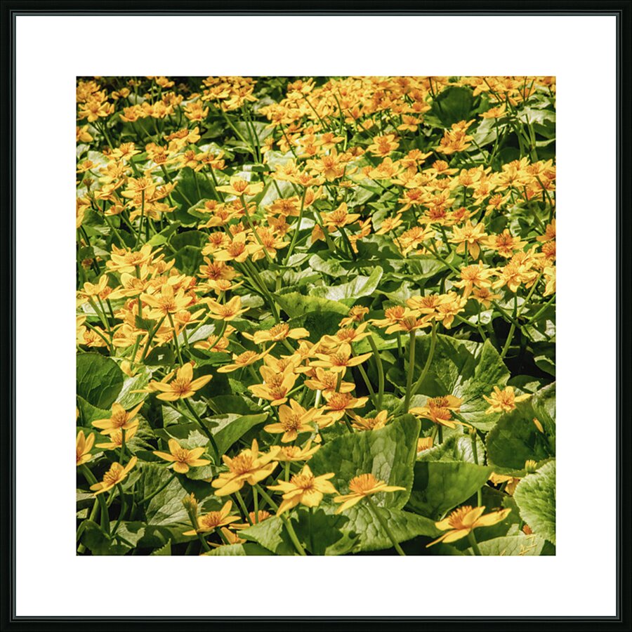 Sunny Yellow Meadow Picture Frame print