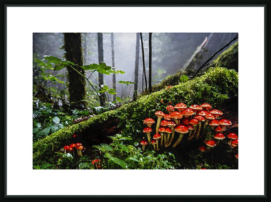 Deep and Damp Forest Picture Frame print