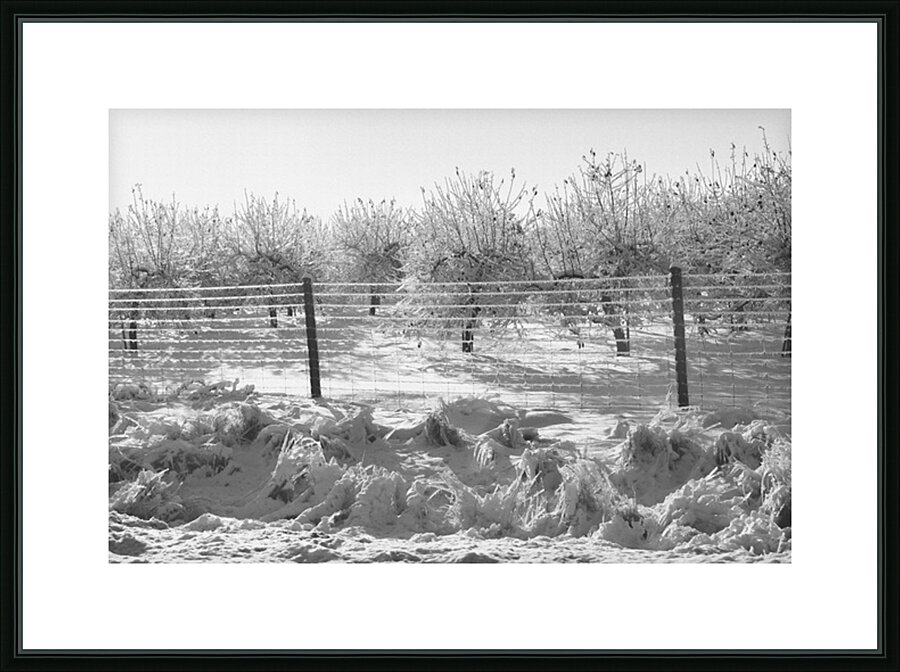 Ice-Covered Apple Trees Picture Frame print