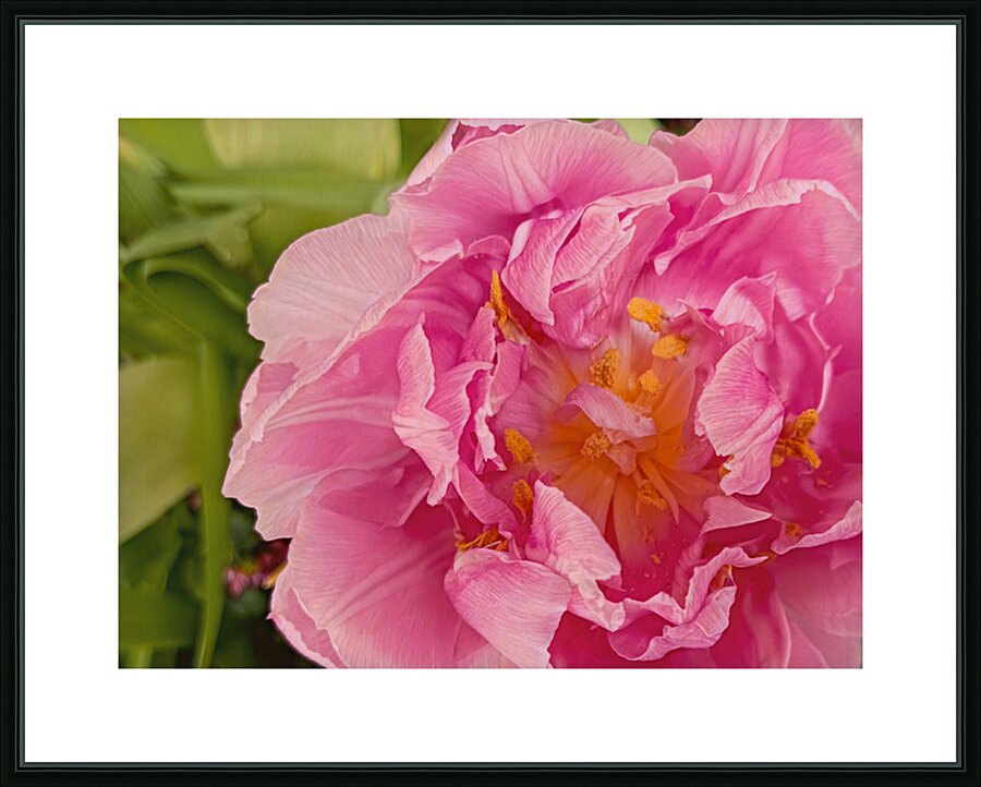 Pink Double Tulip Picture Frame print