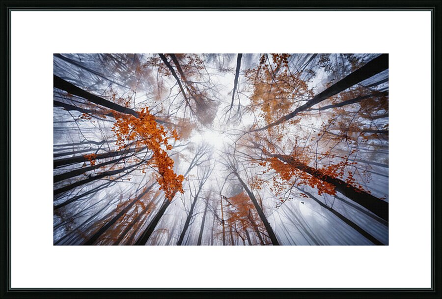 Trees Almost Bare Impression et Cadre photo