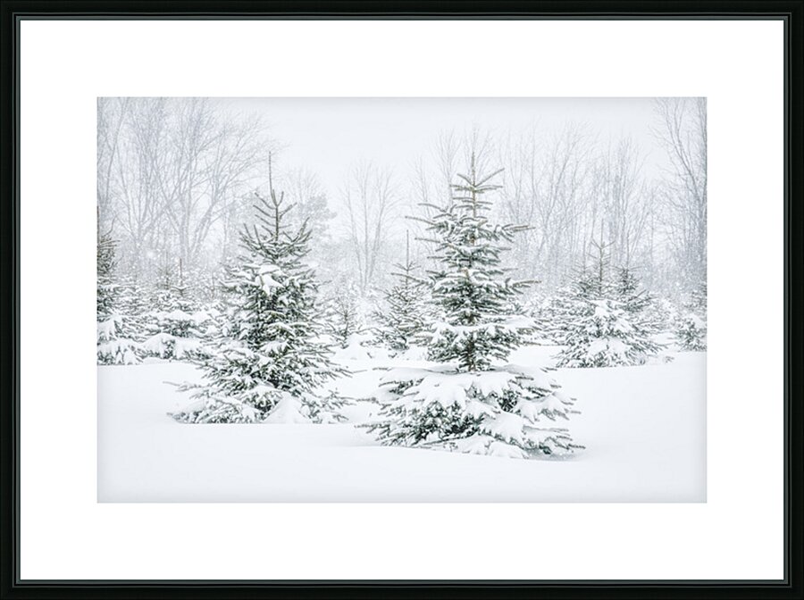 pretty little trees Picture Frame print
