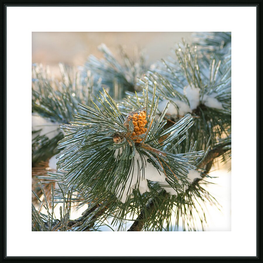 Ice Cone Without the Cream Picture Frame print