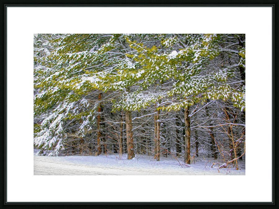Cold Scotch Pines Picture Frame print