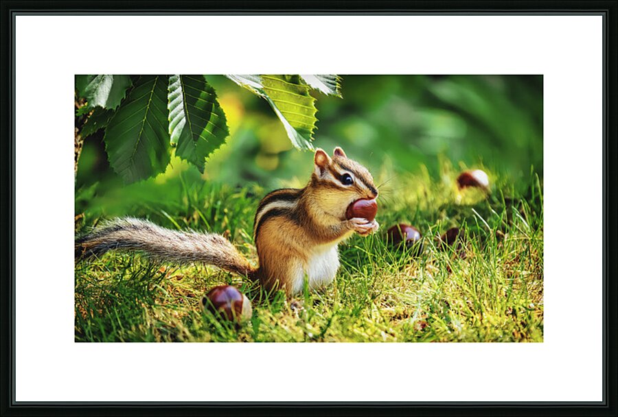CHIPMUNK WITH A CHESTNUT Picture Frame print