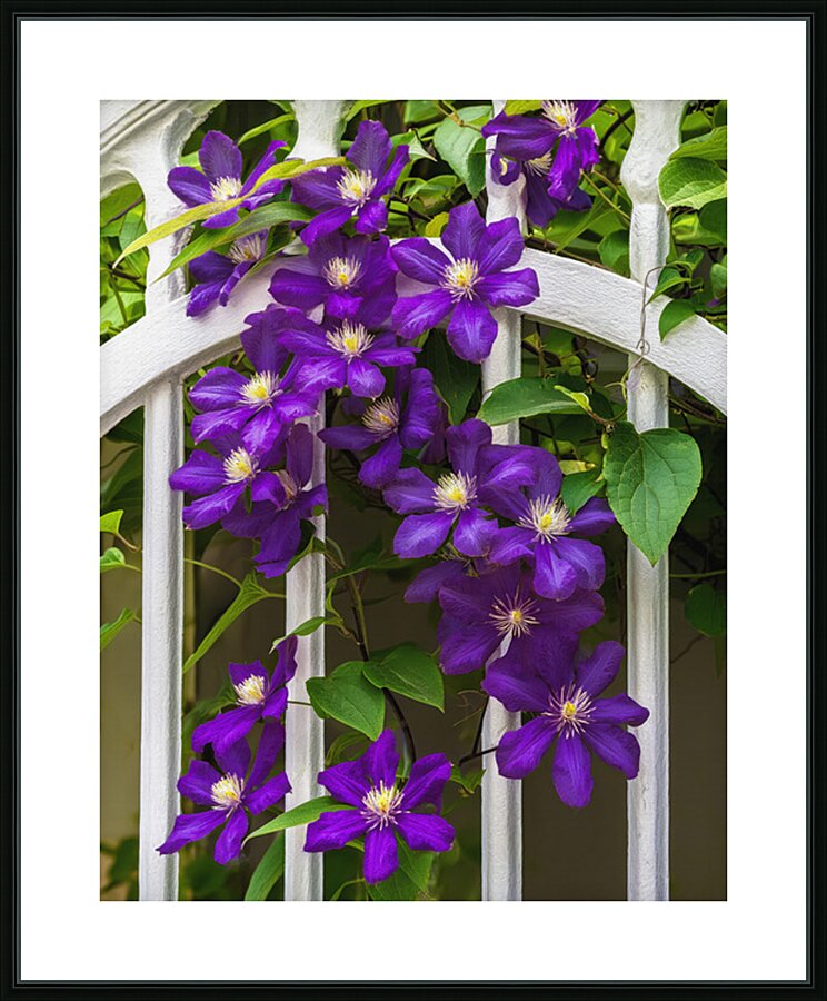 CLIMATIS ON THE TRELLIS Picture Frame print