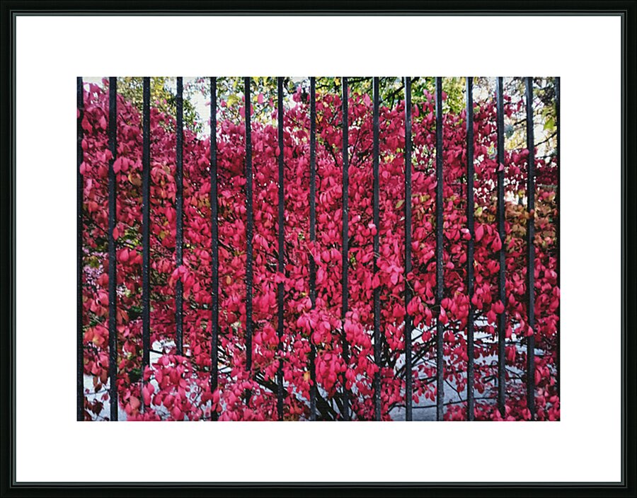 Burning Bush Behind Bars Impression et Cadre photo