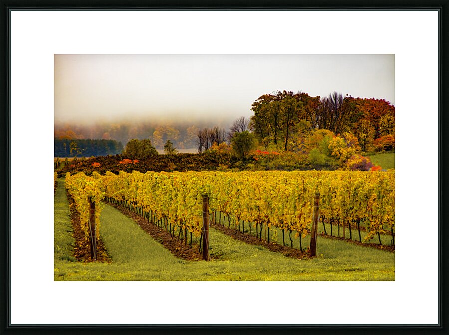Niagara Vineyard Route Picture Frame print
