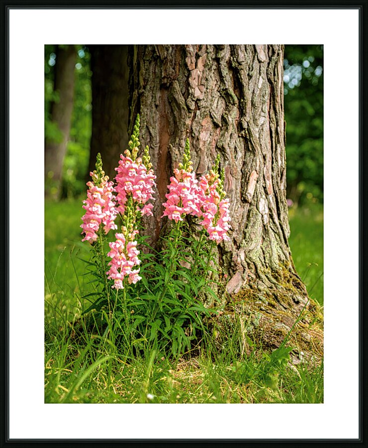 Snapdragon Tree Huggers Picture Frame print