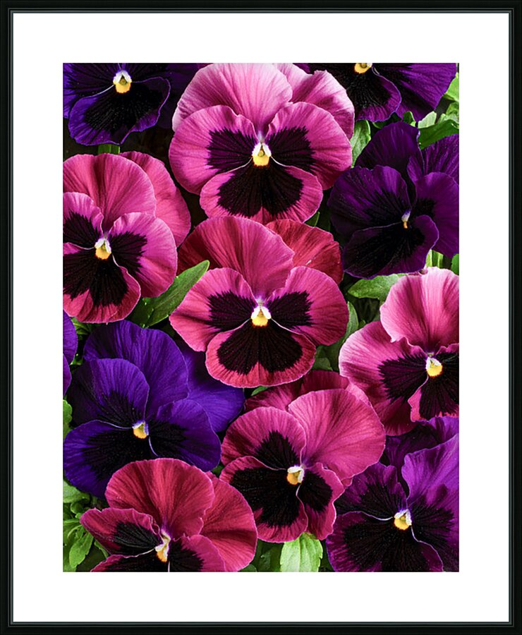 Pansies Making a Perfect Impression Picture Frame print
