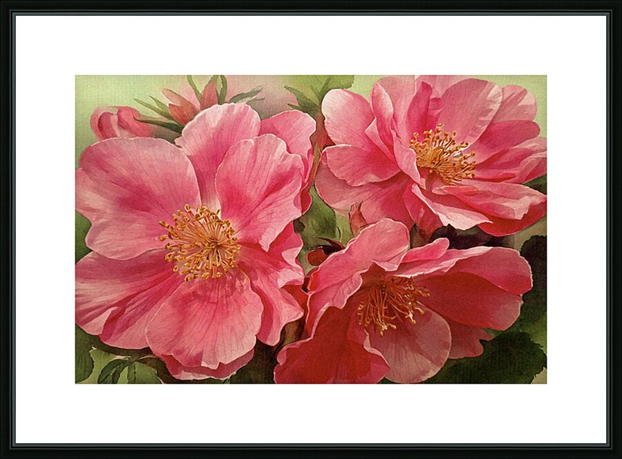 Alberta Wild Roses Picture Frame print