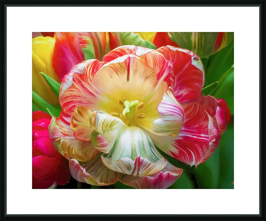 A Fully Open Parrot Tulip Picture Frame print