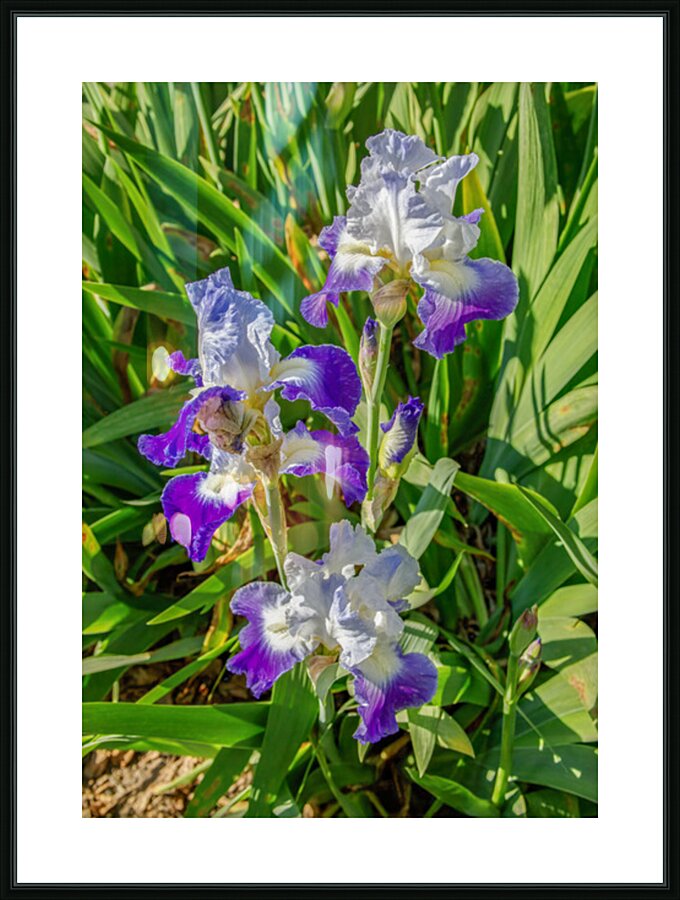 Stuck Up Irises Picture Frame print