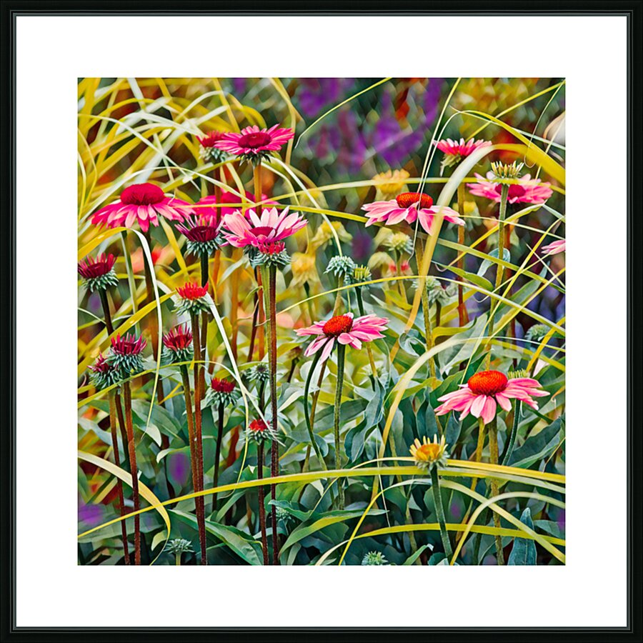 Blooming Echinacea Picture Frame print