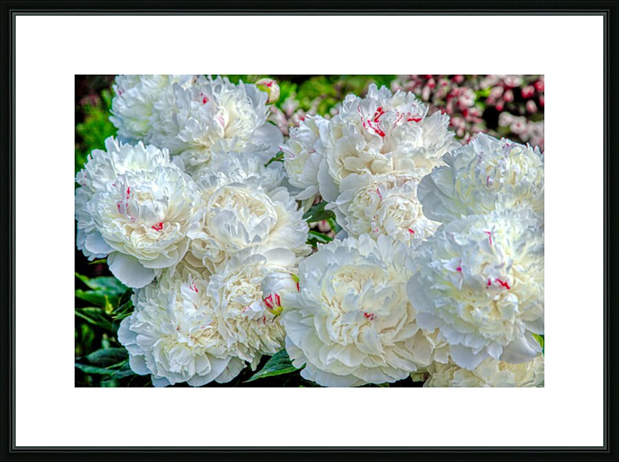 Group of White Peonies Picture Frame print