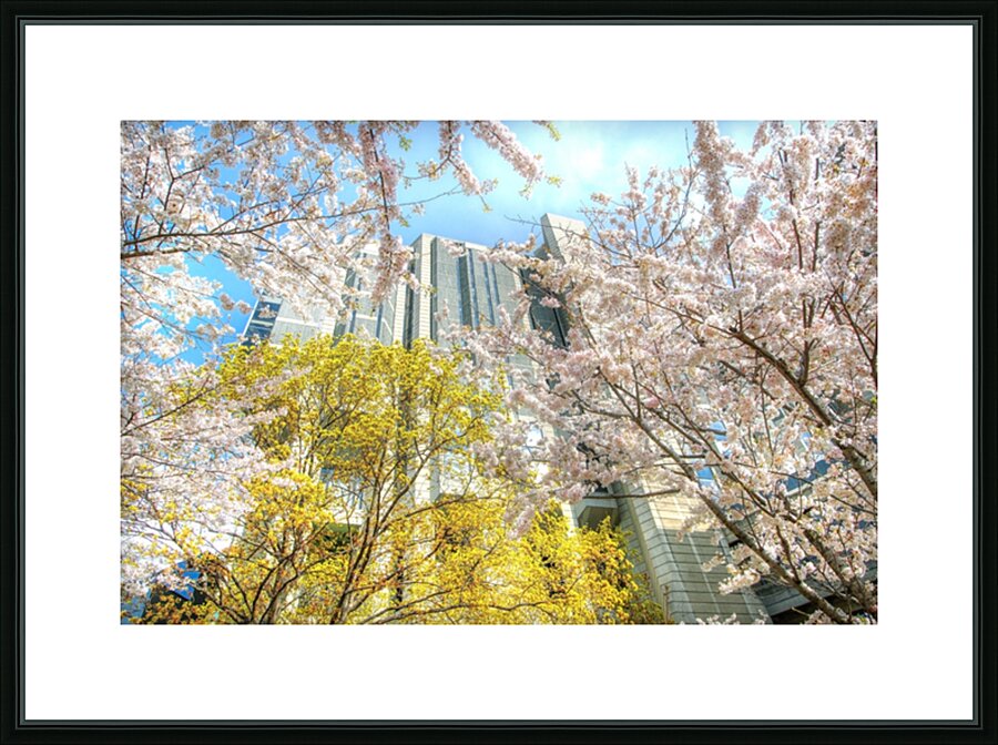 John Roberts Library Cherry Trees Picture Frame print