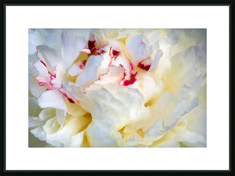 Peony Really Close Up Picture Frame print