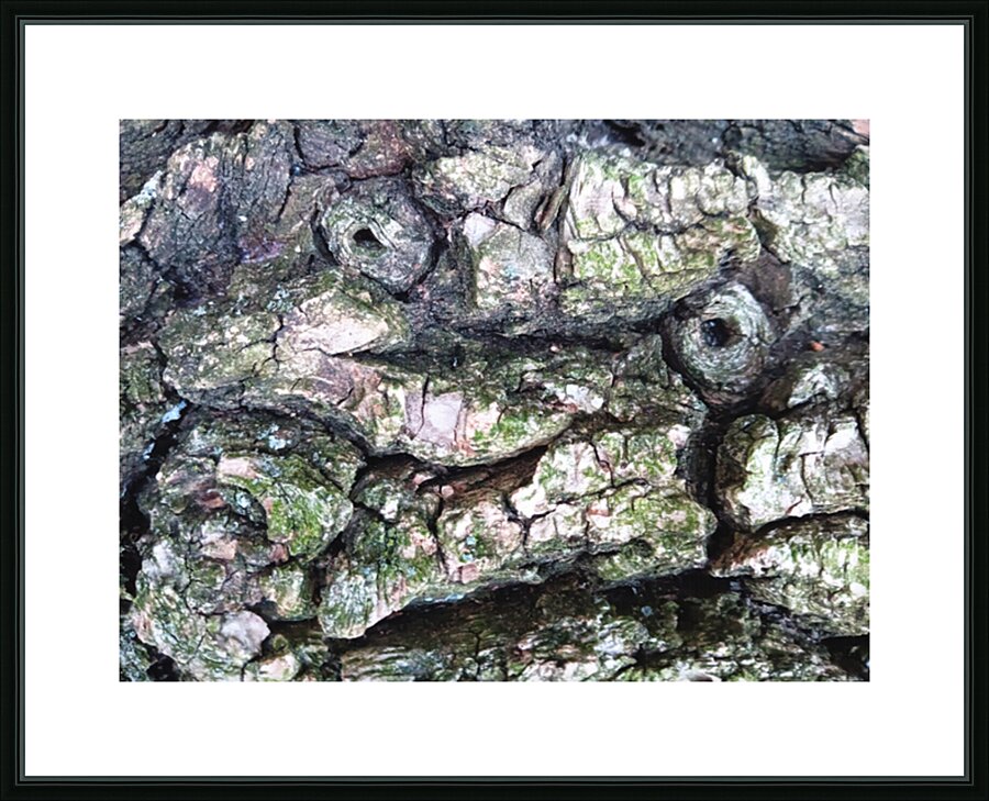 Bark Looks Like a Toad Picture Frame print
