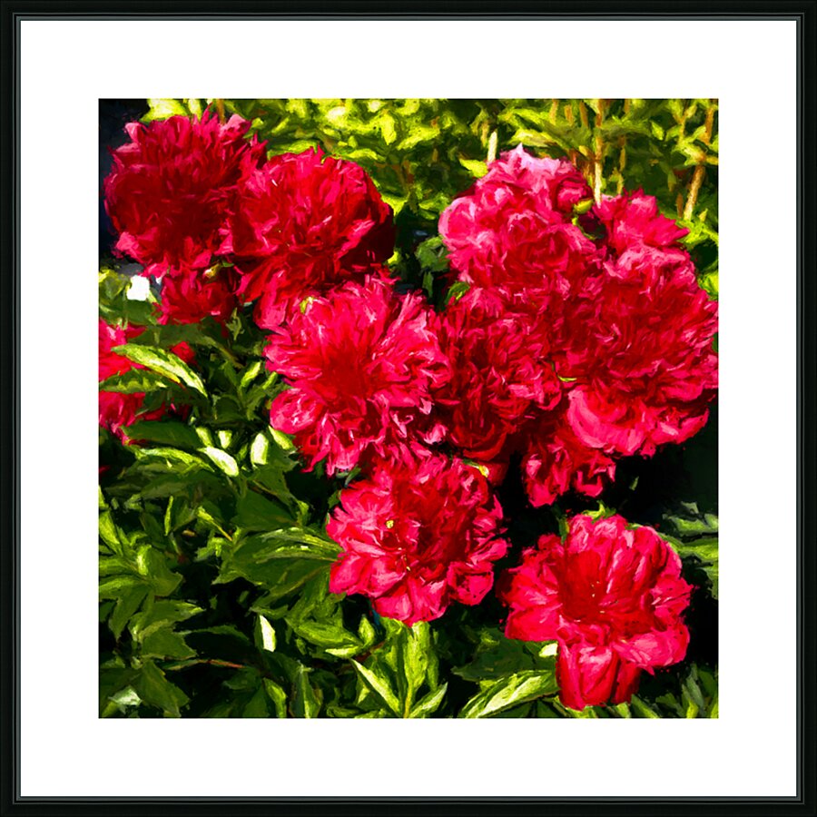 Deep Red Peonies Picture Frame print