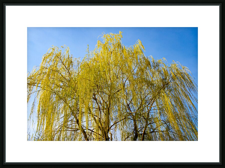 Huge Weeping Willow Picture Frame print