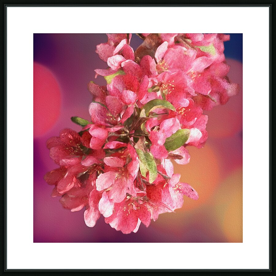 Pink Cherry Blossoms Picture Frame print