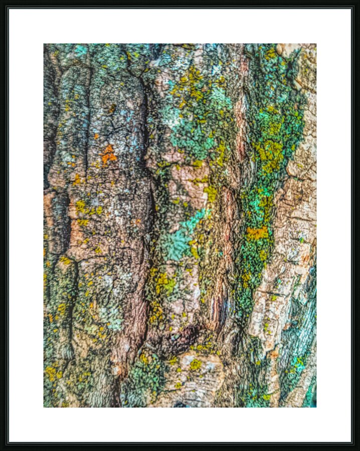 Beautiful Tree Bark Picture Frame print