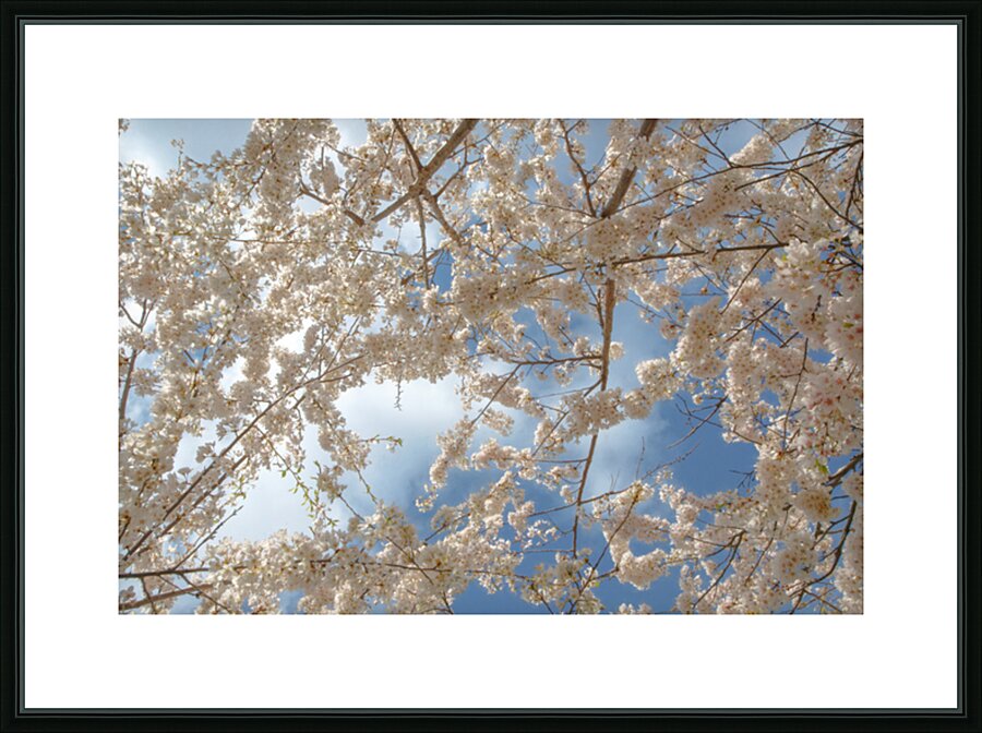 Cherry Blossoms Picture Frame print