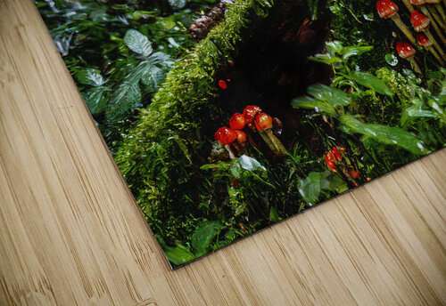 Deep and Damp Forest Thea Menagh puzzle