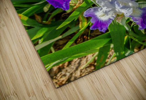 Stuck Up Irises Thea Menagh puzzle