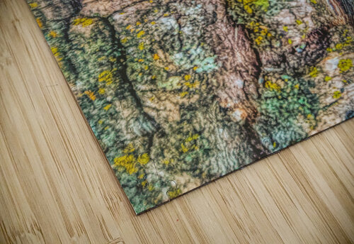 Beautiful Tree Bark Thea Menagh puzzle