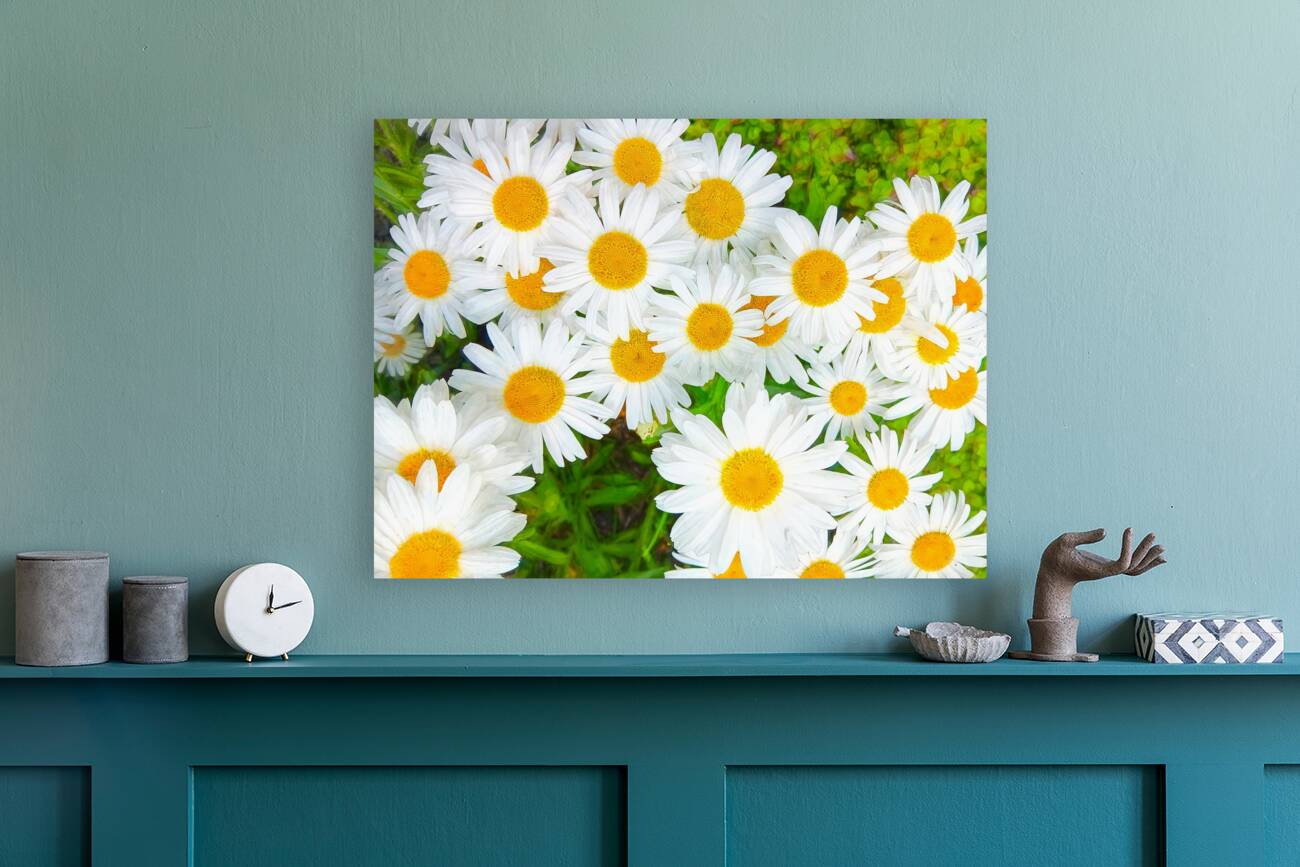 Shasta Daisies to Cheer You Up Reproduction
