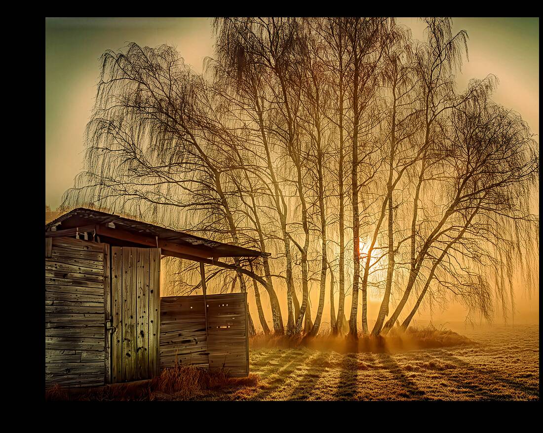 Sunset Through the Birches Reproduction