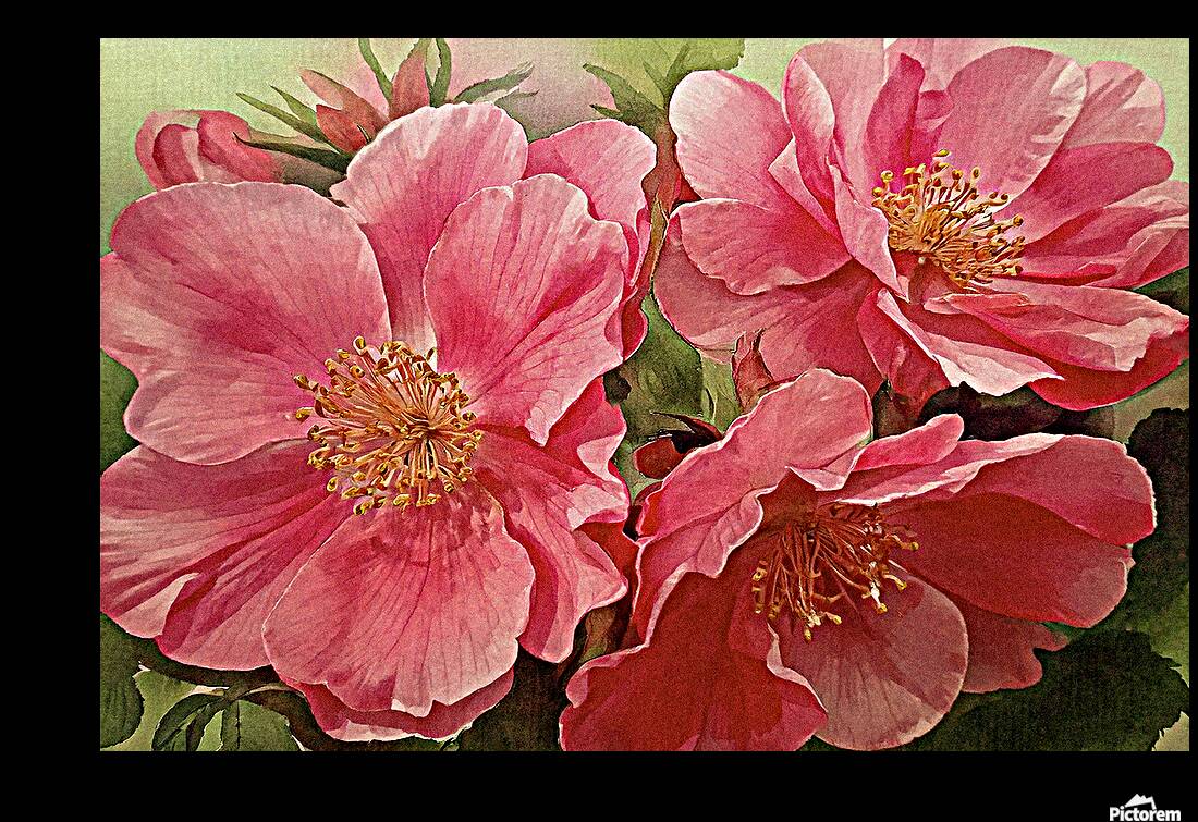 Alberta Wild Roses Reproduction