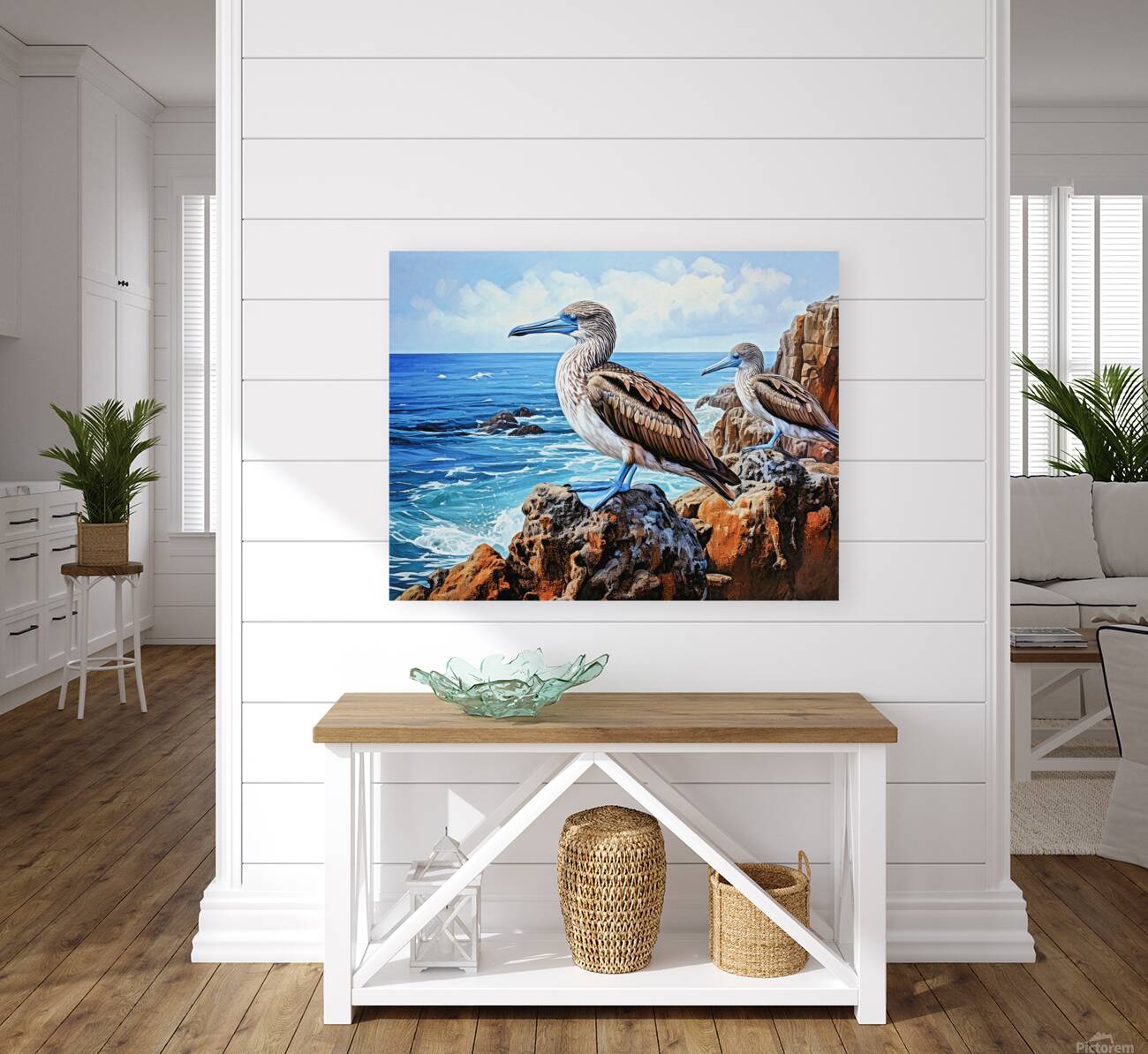 Blue Footed Boobies Reproduction