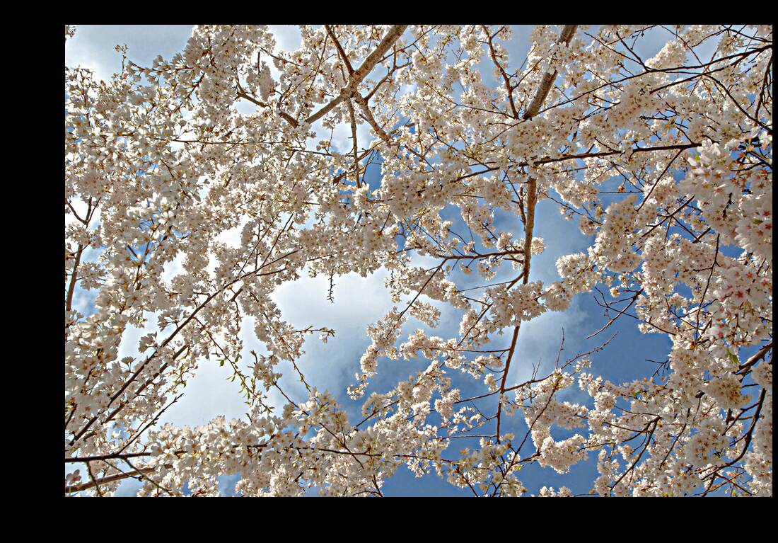 Cherry Blossoms Reproduction
