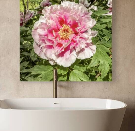 Pick the Largest Pink Peony by Thea Menagh