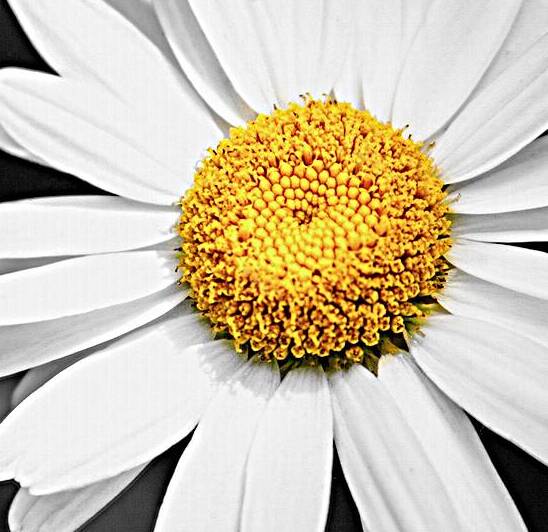 Lone Daisy in the Dark by Thea Menagh