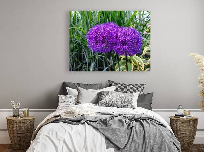 Allium Flowers in a Toronto Garden by Thea Menagh