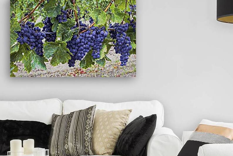 Grapes on the Vine by Thea Menagh