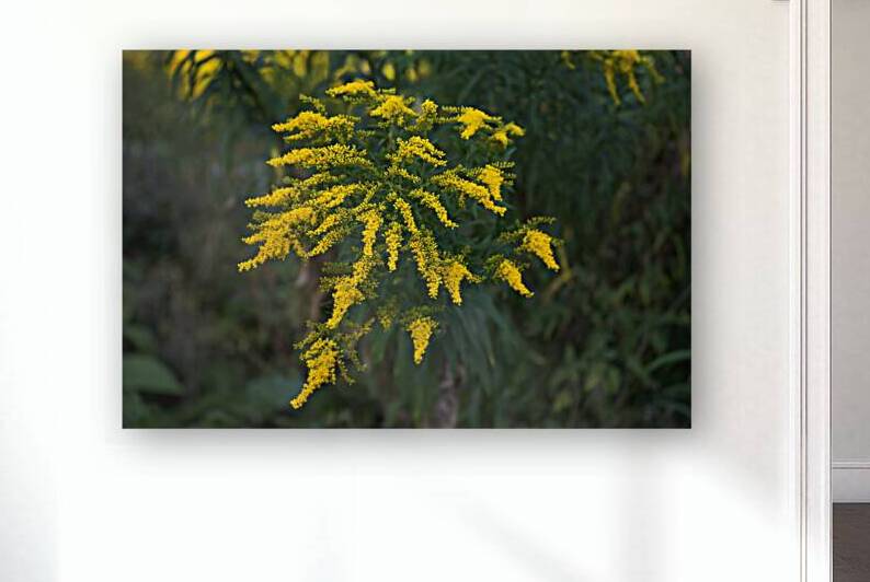 Goldenrod Waterfall by Thea Menagh