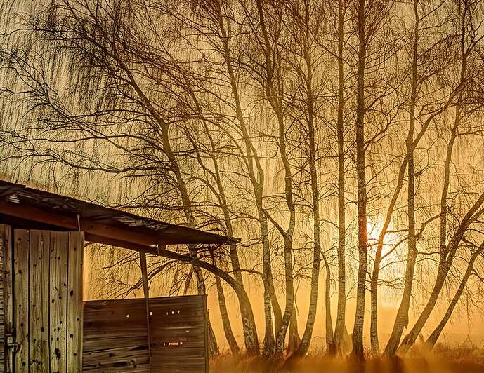 Sunset Through the Birches by Thea Menagh