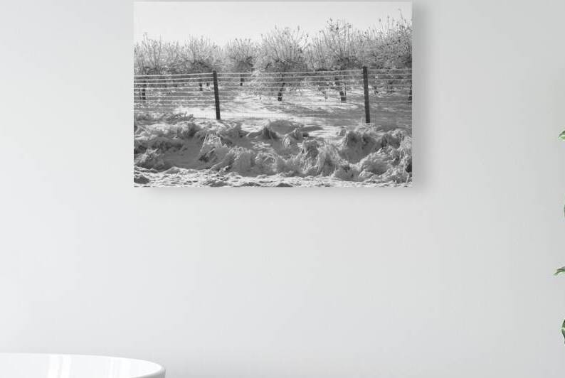 Ice-Covered Apple Trees by Thea Menagh