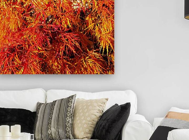 Lace Leaf Japanese Maple by Thea Menagh