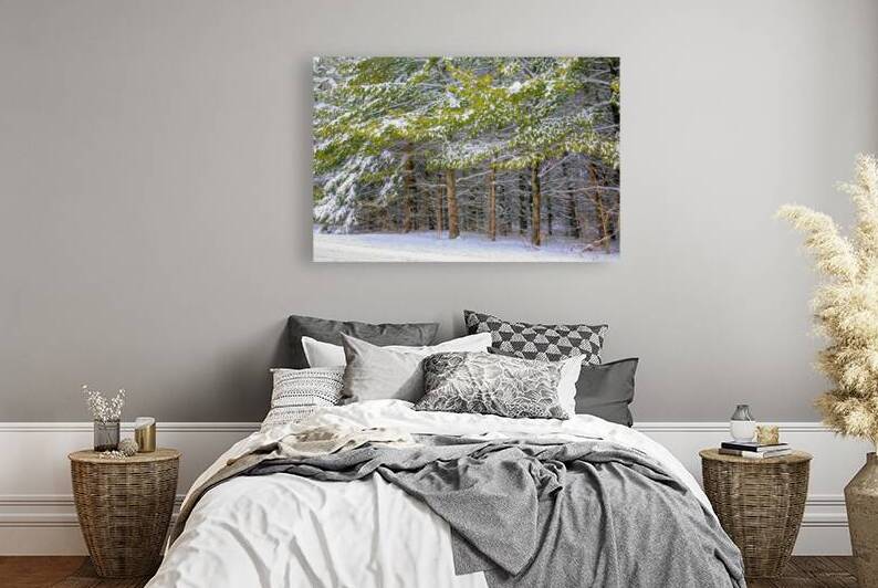 Cold Scotch Pines by Thea Menagh